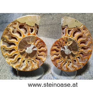Ammonite Nr.1 - links